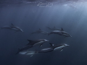 Common dolphins cruising past following a mobile baitball... by Gemma Dry 